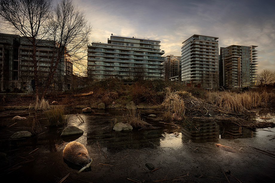 Olympic Village Beavers, 2018